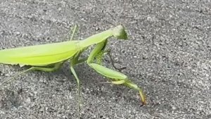 Богомол и колесо Boing777