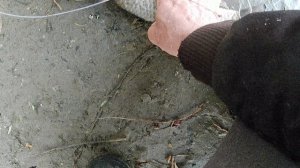 Рыбалка на Кубани карась крючком за глаз зацепился