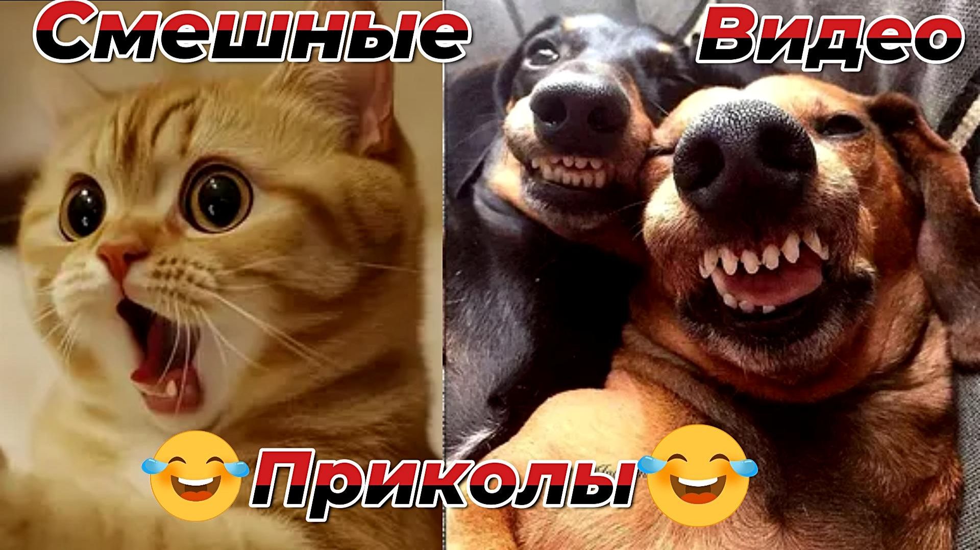 Смешные видео|Кошки и Собаки