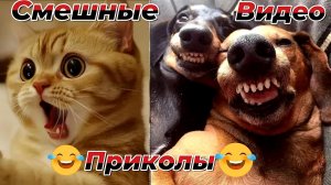 Смешные видео|Кошки и Собаки