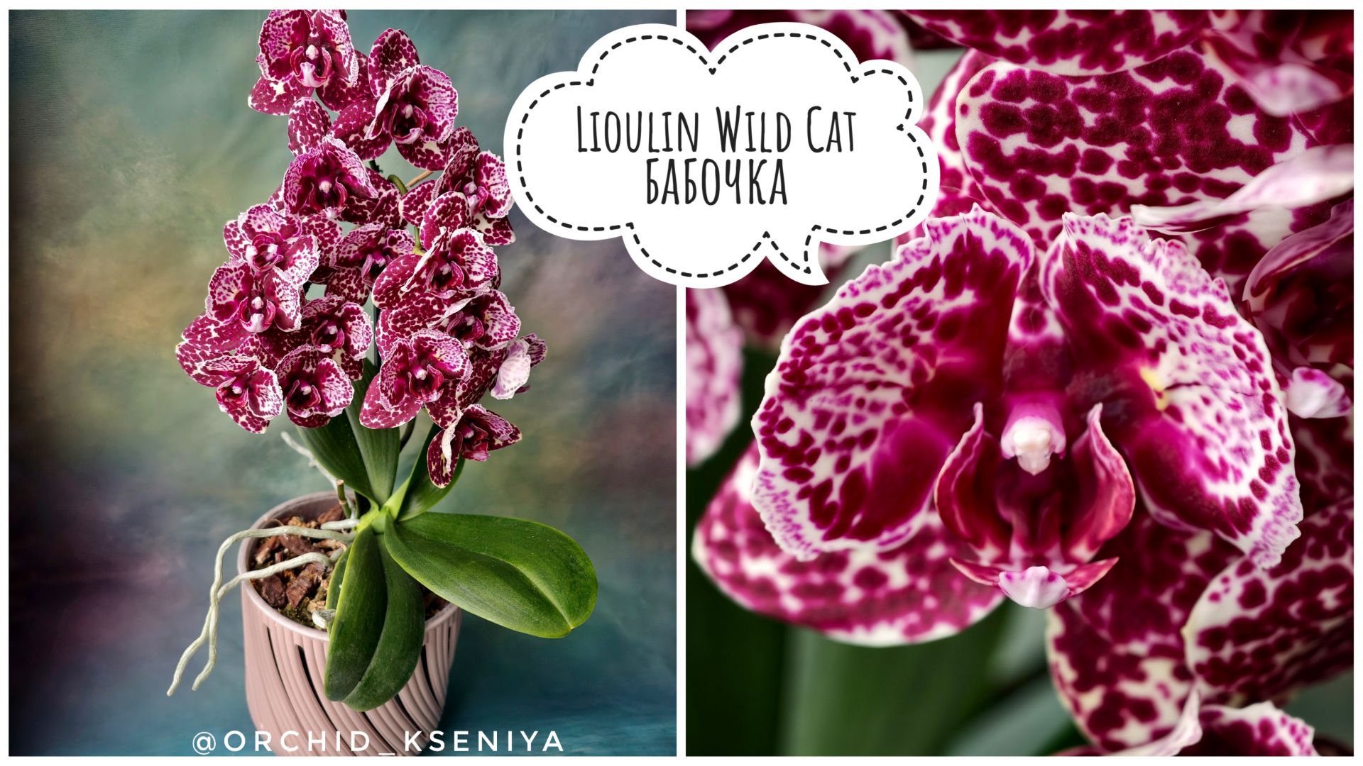 Phal. Lioulin Wild Cat peloric 🌸 Красивейшая азиатская орхидея Дикий Кот в мутации 