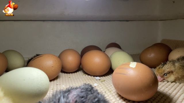 Мы снимали инкубатор 7 часов ночью… и дождались чуда (5)