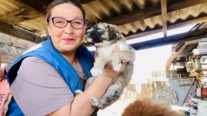 Любите собак? Тогда к нам..