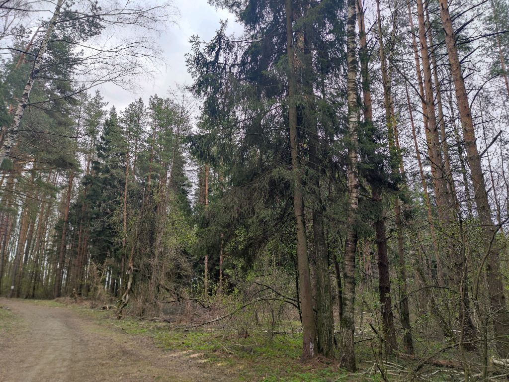 Прогулка в лесу