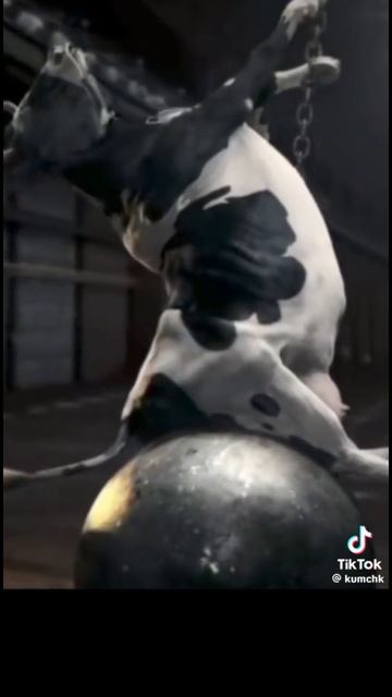 Хромые коровы