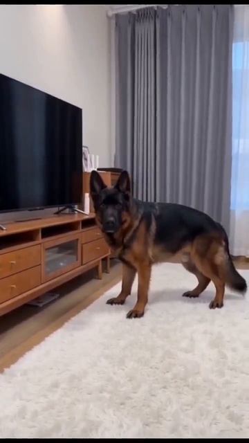 Клип @meowtaverse