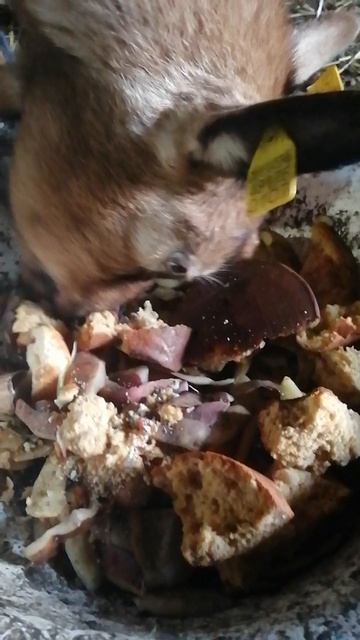 Куда девать засохший кулич