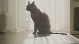 Видео про кошек, искусственный интеллект, красивые кадры ИИ для детей и малышей.