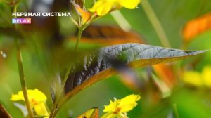 Исцеление нервной системы Relax Version