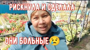 #231🏡Рискнула и сделала/Трава в дело/Без воды никак/Высаживаю петунии