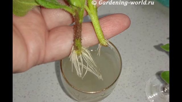 Как обрезать петунию и получить еще больше пышных кустиков