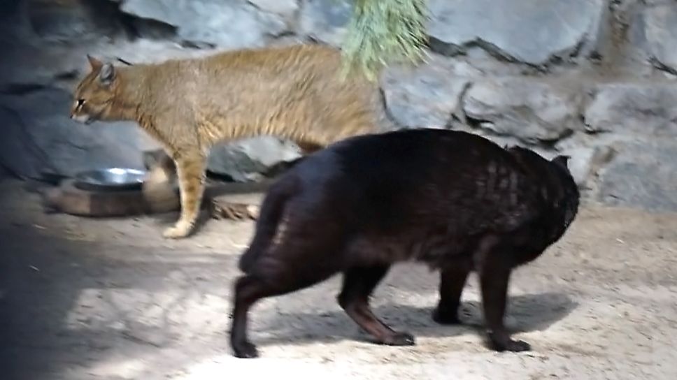 Март месяц закончился, а у камышовых котов стоит крик в вольере и непонимание.