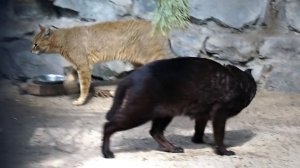 Март месяц закончился, а у камышовых котов стоит крик в вольере и непонимание.