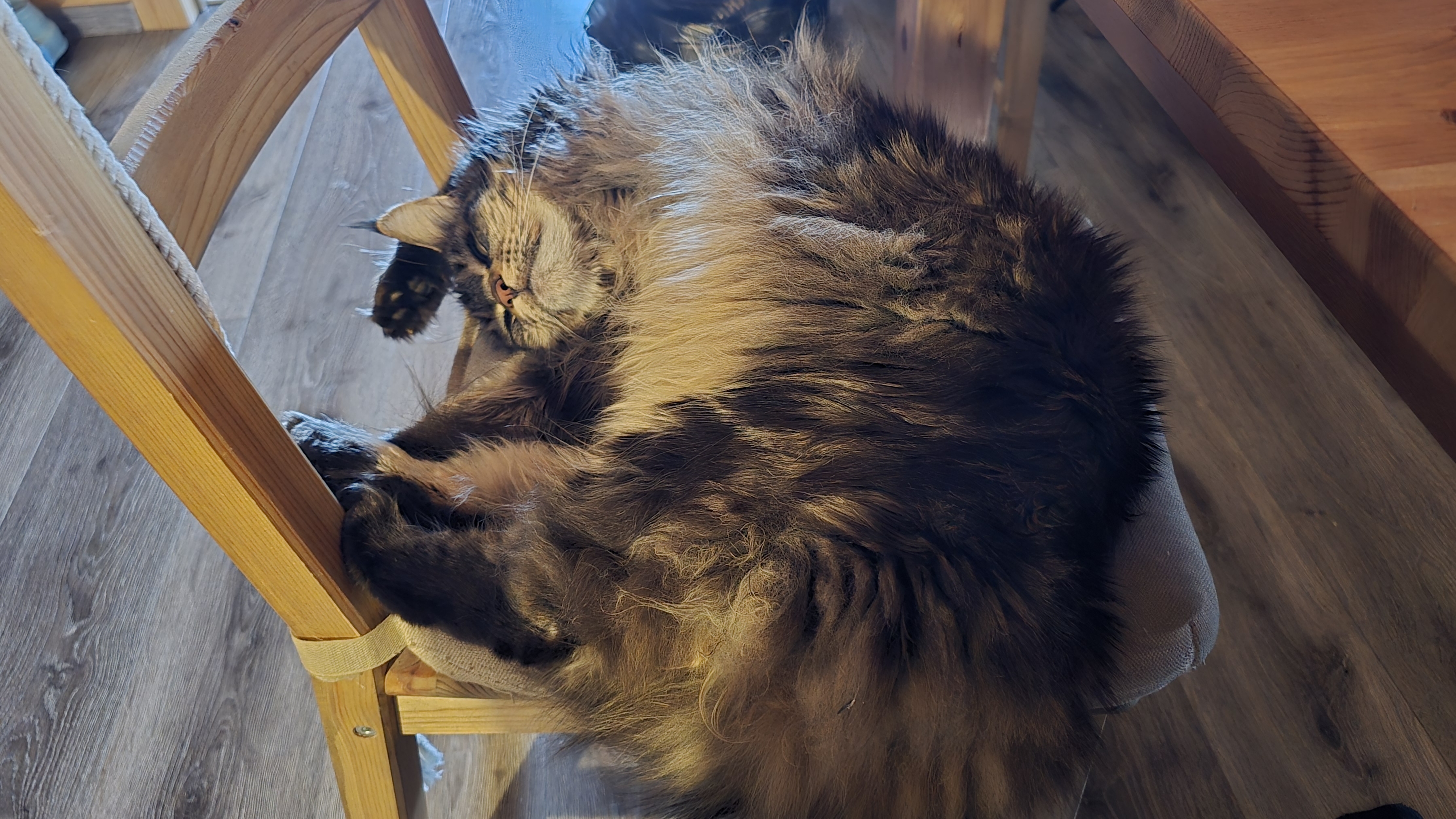 Запись стрима с ютуба: в гости к сове Ёлке, прогулка с Псом Кубиком, кофи на веранде. 16.04.26