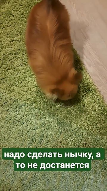 ЛАКУСЯ УТАЩИЛА КОСТЬ ЧТОБЫ СПРЯТАТЬ собака домашниеживотныеЛАКИсуперсобака шпиц