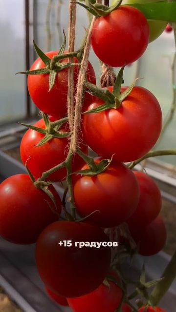 АХМАР F1 — томат, который легко переживет новогодние праздники #SemenaPartnerShorts