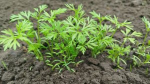 Чем подкормить морковь после всходов: 4 рецепта