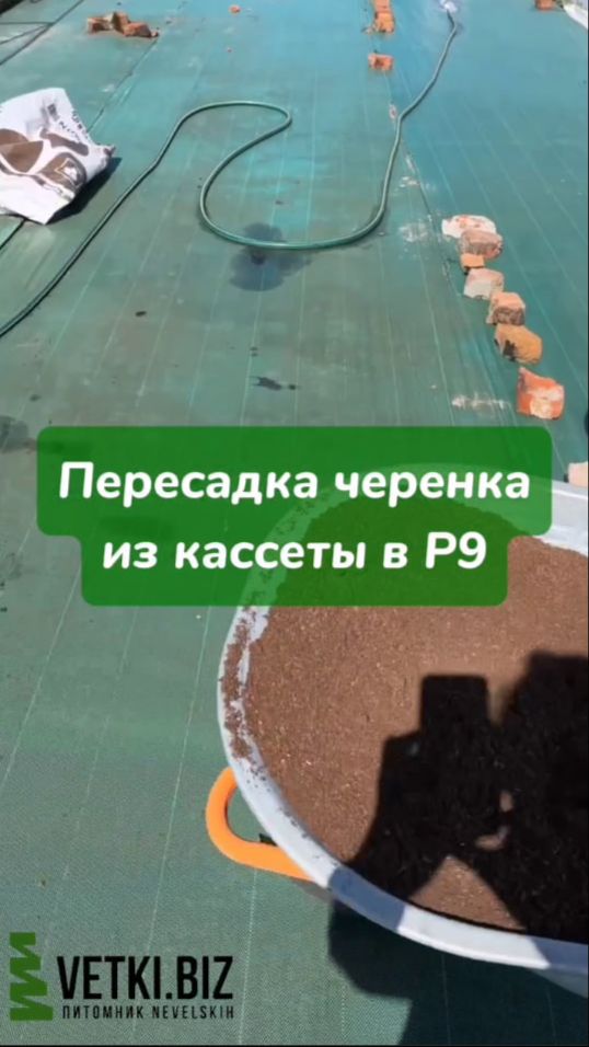 Пересадка черенка из кассеты в Р9