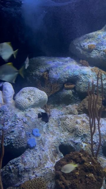 Рыбки в океанариуме ч.31