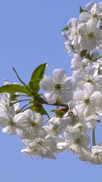 Я смогу жить без тебя