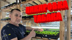 ТАБАК РАСПИКИРОВАЛИ. Все ТОНКОСТИ ПИКИРОВКИ- быстро и просто.Наша ЖИЗНЬ В ДЕРЕВНЕ