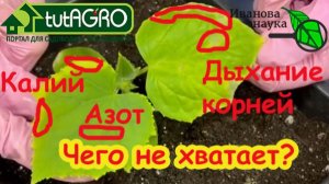 НЕ ПОВТОРЯЙТЕ ЭТО! Худшее, что вы можете сделать для своих растений🌱