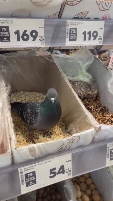 Видео от Департамент Вирусного Контента | ДВК