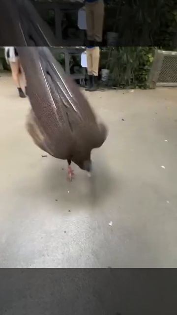 Брачные танцы птиц могут включать в себя различные движения