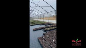 Обзор весенних работ в питомнике 7А