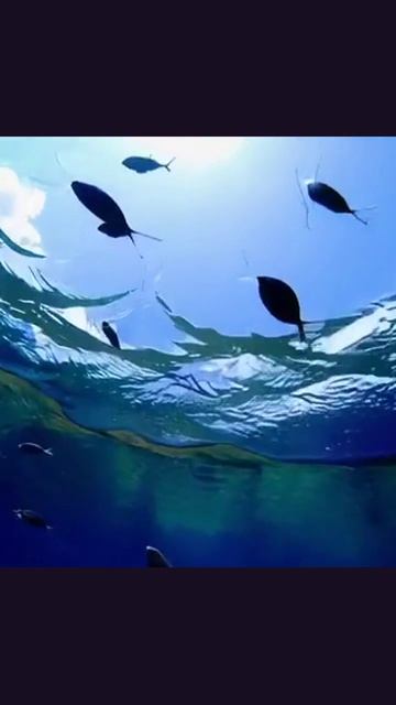 рыба путешествие еда океан рецепты