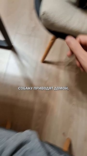 Коты и собаки в доме кот