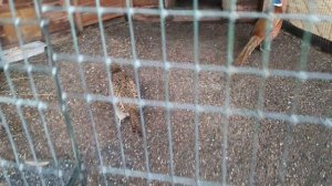 Пара фазанов гуляют в их вольерах