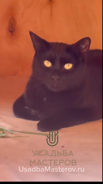 Теплый двухэтажный домик для кошек Линда с подогревом от Усадьба Мастеров