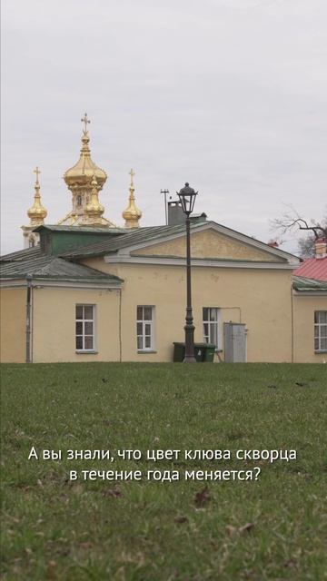 Скворцы прилетели 