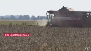 В хозяйстве "Белоруснефть-Особино" приступили к уборке сои // СТВ