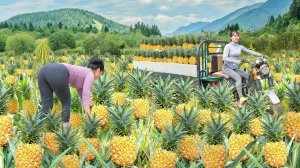 Собрала бананы, джекфруты, ананасы и арбузы на продажу. Фуонг. Вьетнам