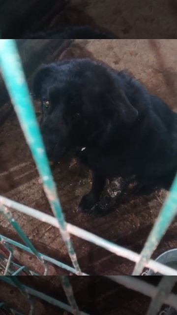 Уфа, Башкирия
Попали в отлов вот  такие собаки!😰Добрые и ласковые 
Пожалуйста, сделайте репост🙏