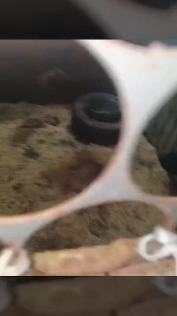 Уфа, Башкирия
Попали в отлов вот  такие собаки!😰Добрые и ласковые 
Пожалуйста, сделайте репост🙏