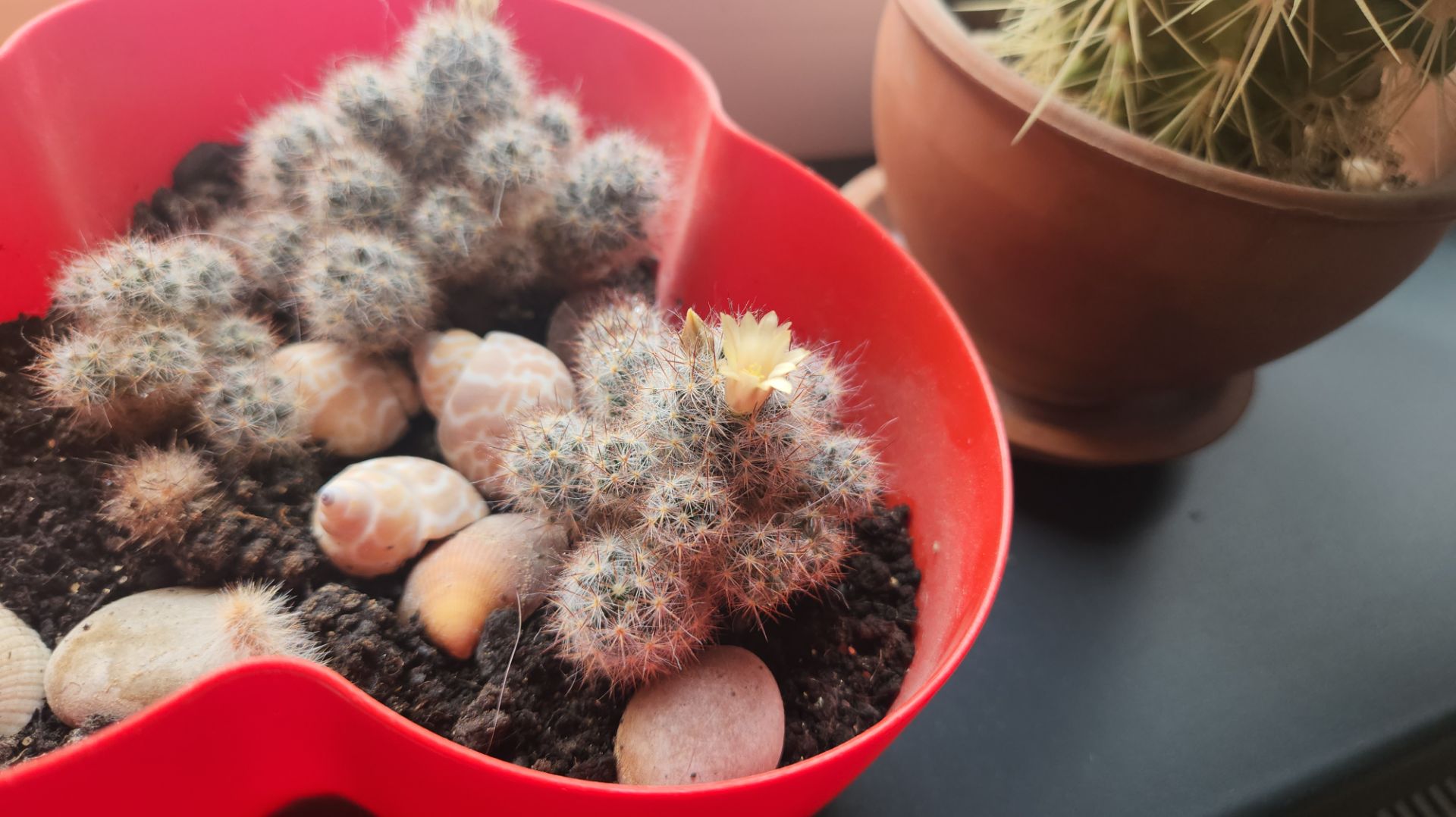 Погода растения клумба и животные в Белгороде 