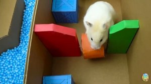 Хомячок убегает из опасного лабиринта огненных шаров! часть 8