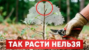 ЧТО ПРОИСХОДИТ С САЖЕНЦЕМ БЕЗ ОБРЕЗКИ НА САМОМ ДЕЛЕ! Поэтому НЕТ ПЛОДОВ после посадки