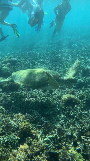 Черепахи Индонезии