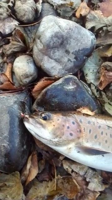 Хороший ЛЕНОК на мушку