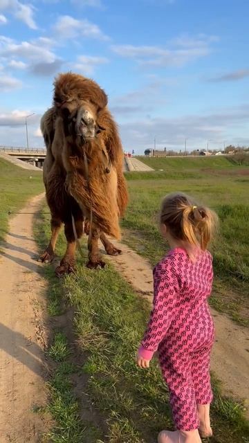 По Калмыкии гуляла и верблюда повстречала!