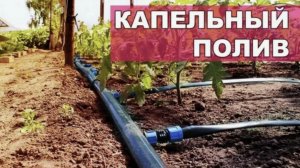 Какой капельный полив выбрать лучше? Разбор 2026