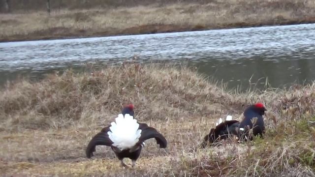 Косачиный ток охота