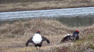 Косачиный ток охота