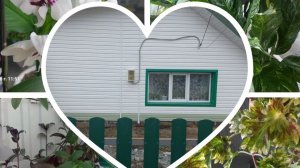 влог по немногу обо всем🪴🪴🪴