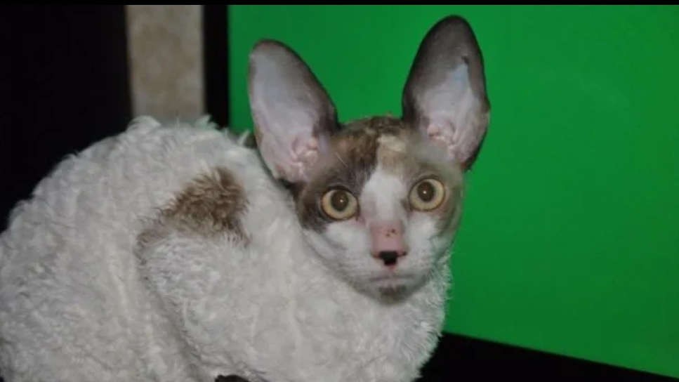 игра cat fred evil pet что-то пошло не по плану