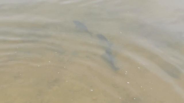 👉🐬🐋🦈Зарыбление
 водоёмов
 близ Смоленска💪💯